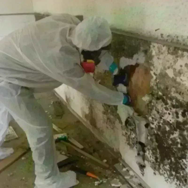 Mold Remediation and Removal in Hamilton County, NY